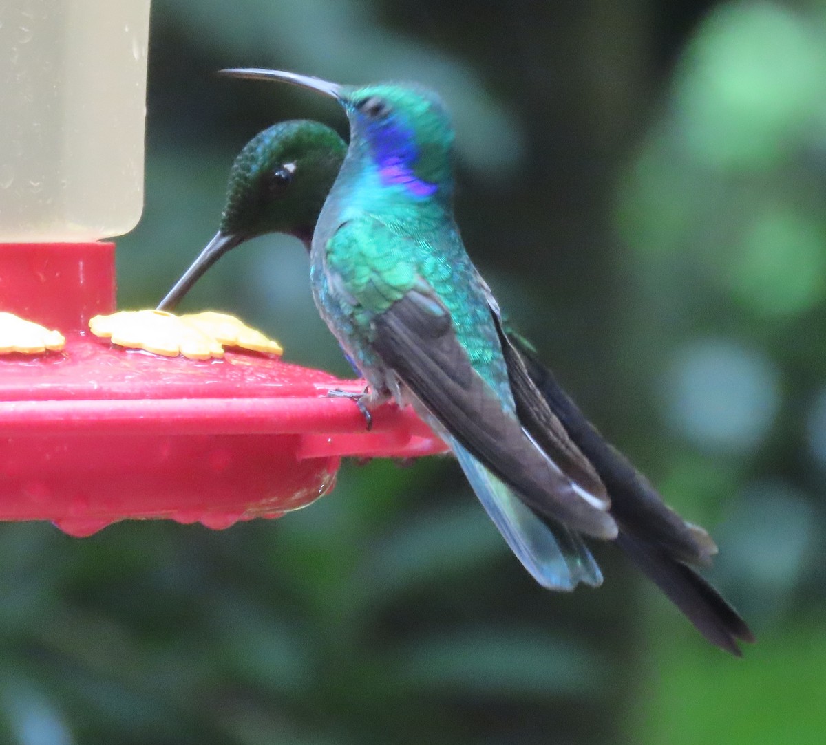 Berg-Veilchenohrkolibri - ML645828508