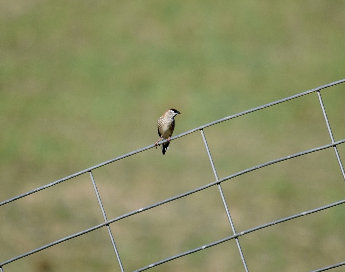 Zeresamadine - ML645828509