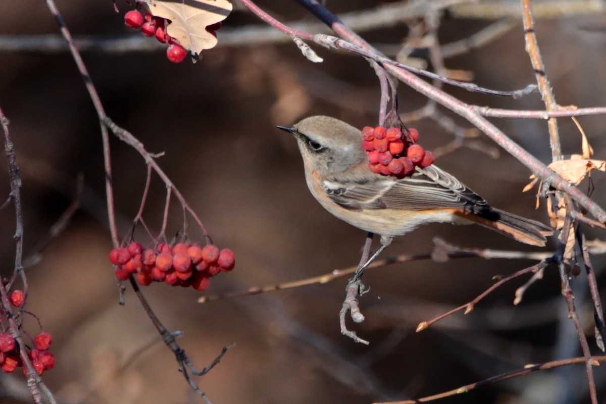 Rufous-backed Redstart - ML645828512