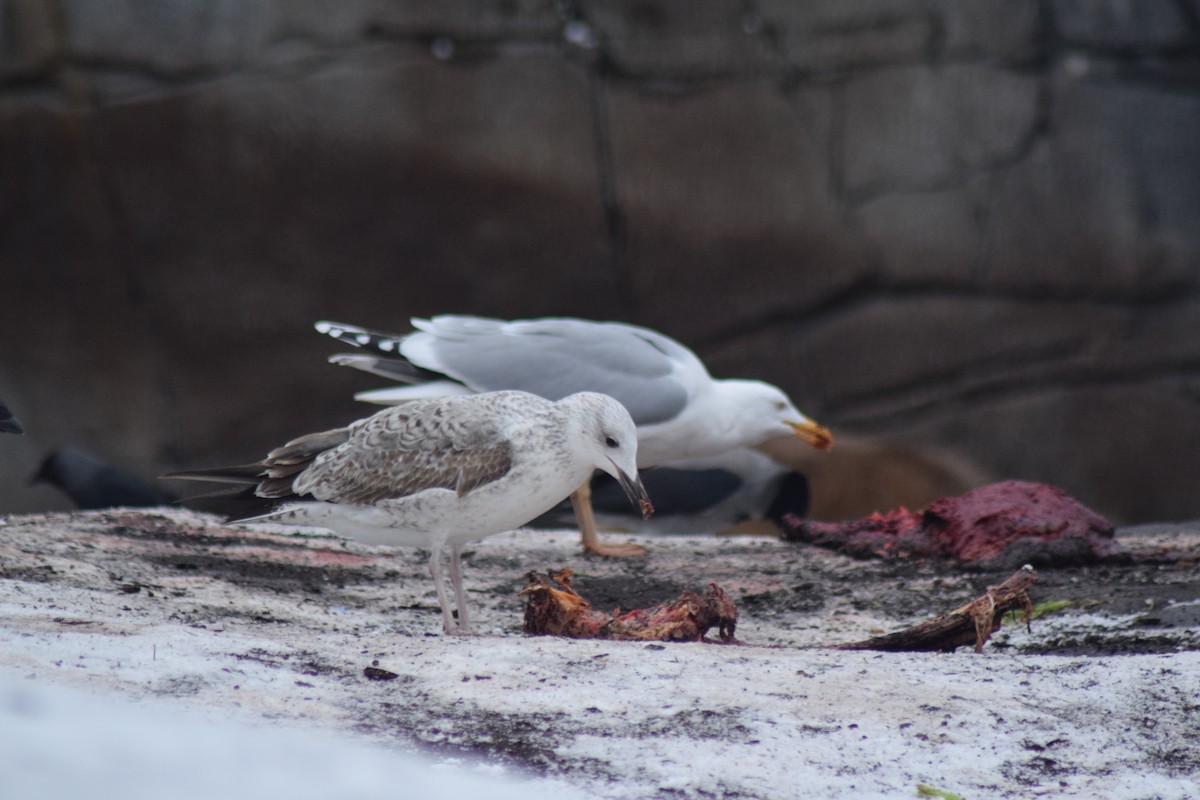 Steppenmöwe - ML645828513