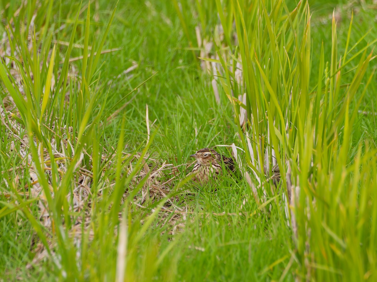 sanglerke - ML645828515