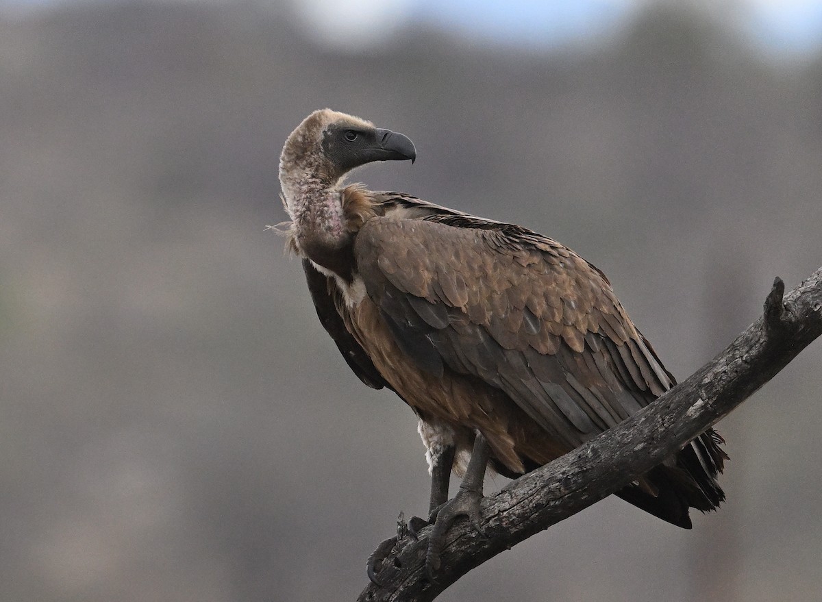 White-backed Vulture - ML645828518