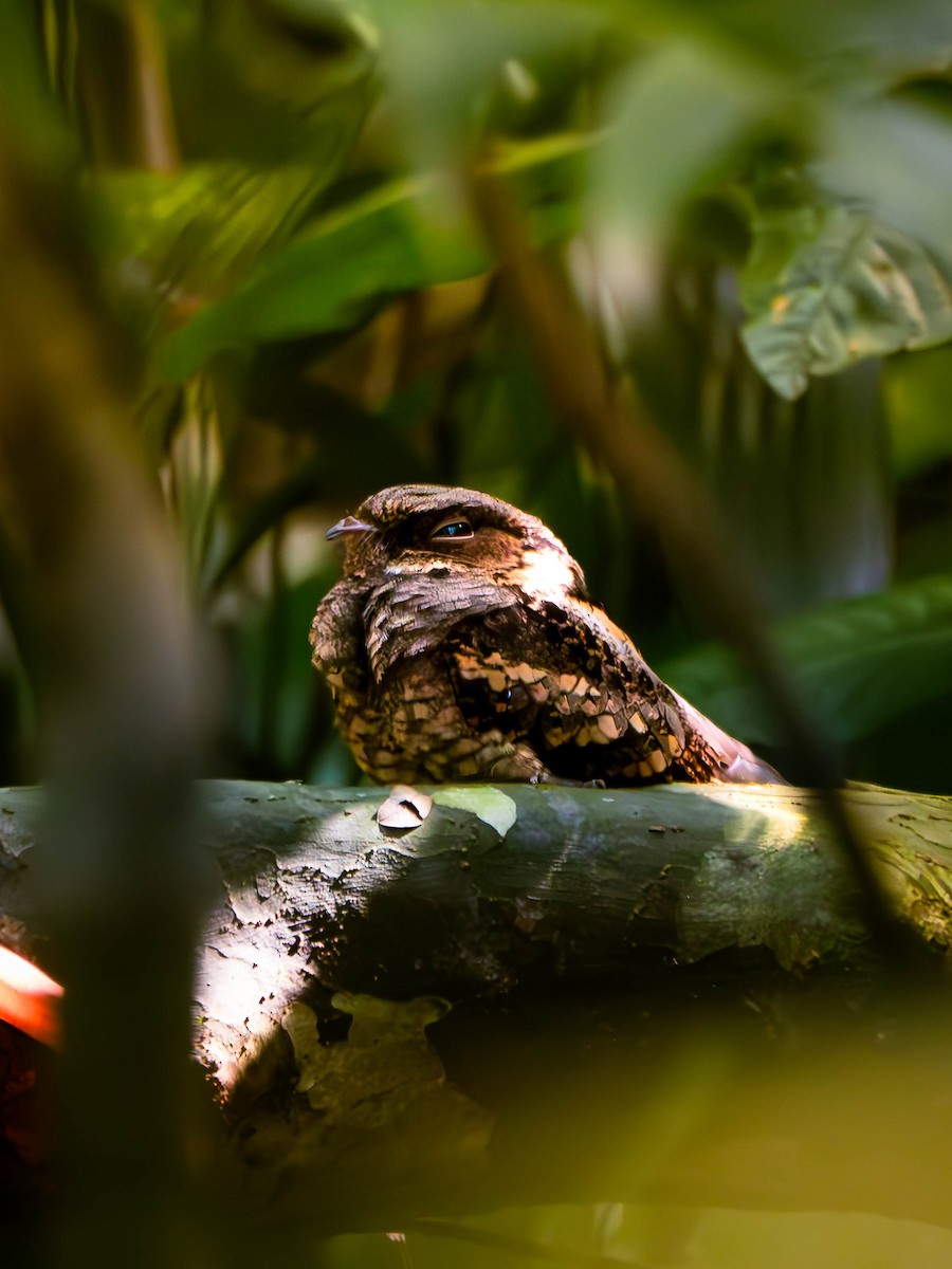 Philippine Nightjar - ML645828521