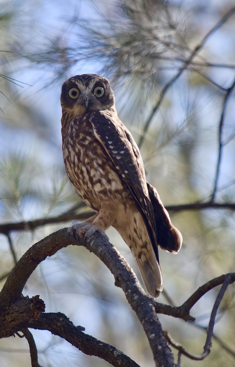 Australian Boobook - ML645828522