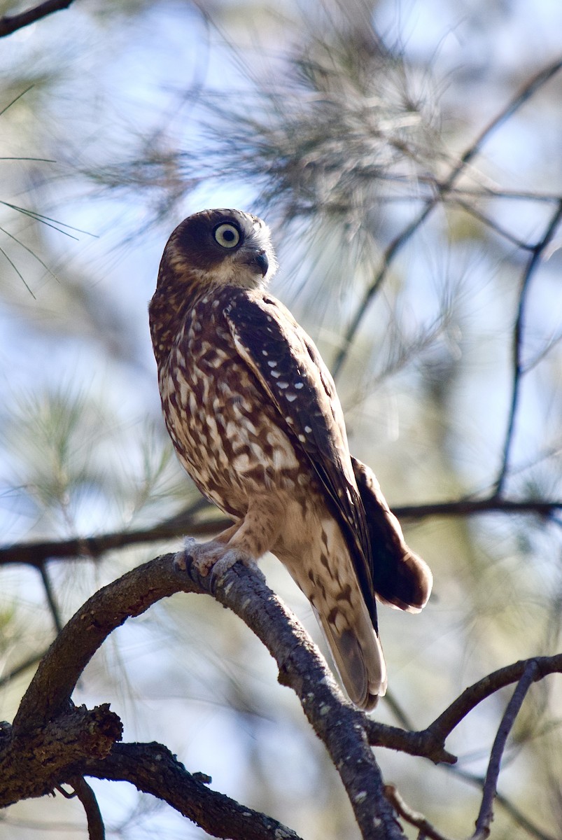 Australian Boobook - ML645828523