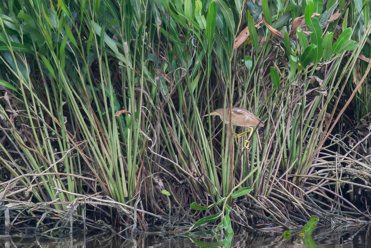 Chinadommel - ML645828524