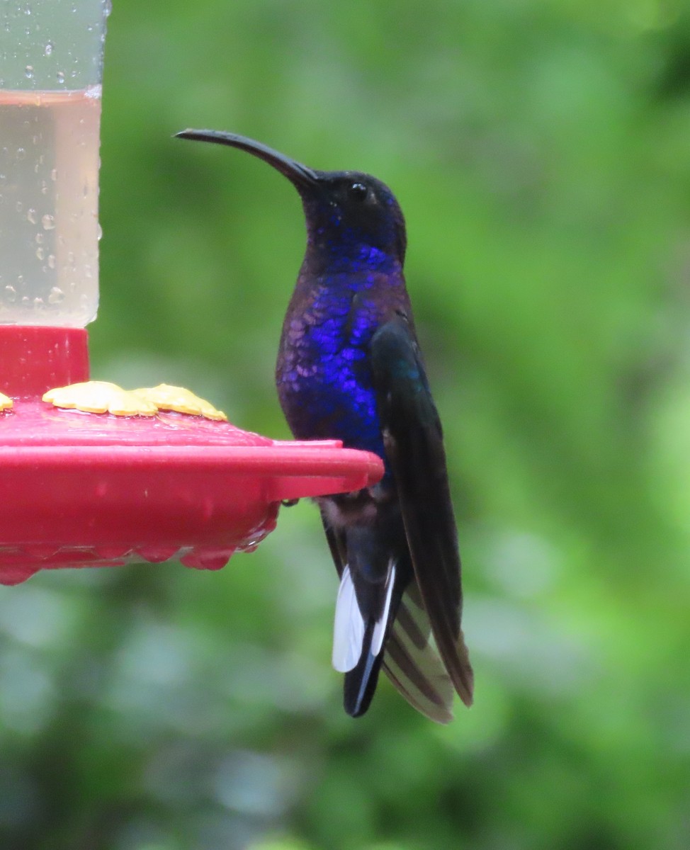 Violettdegenflügel - ML645828526