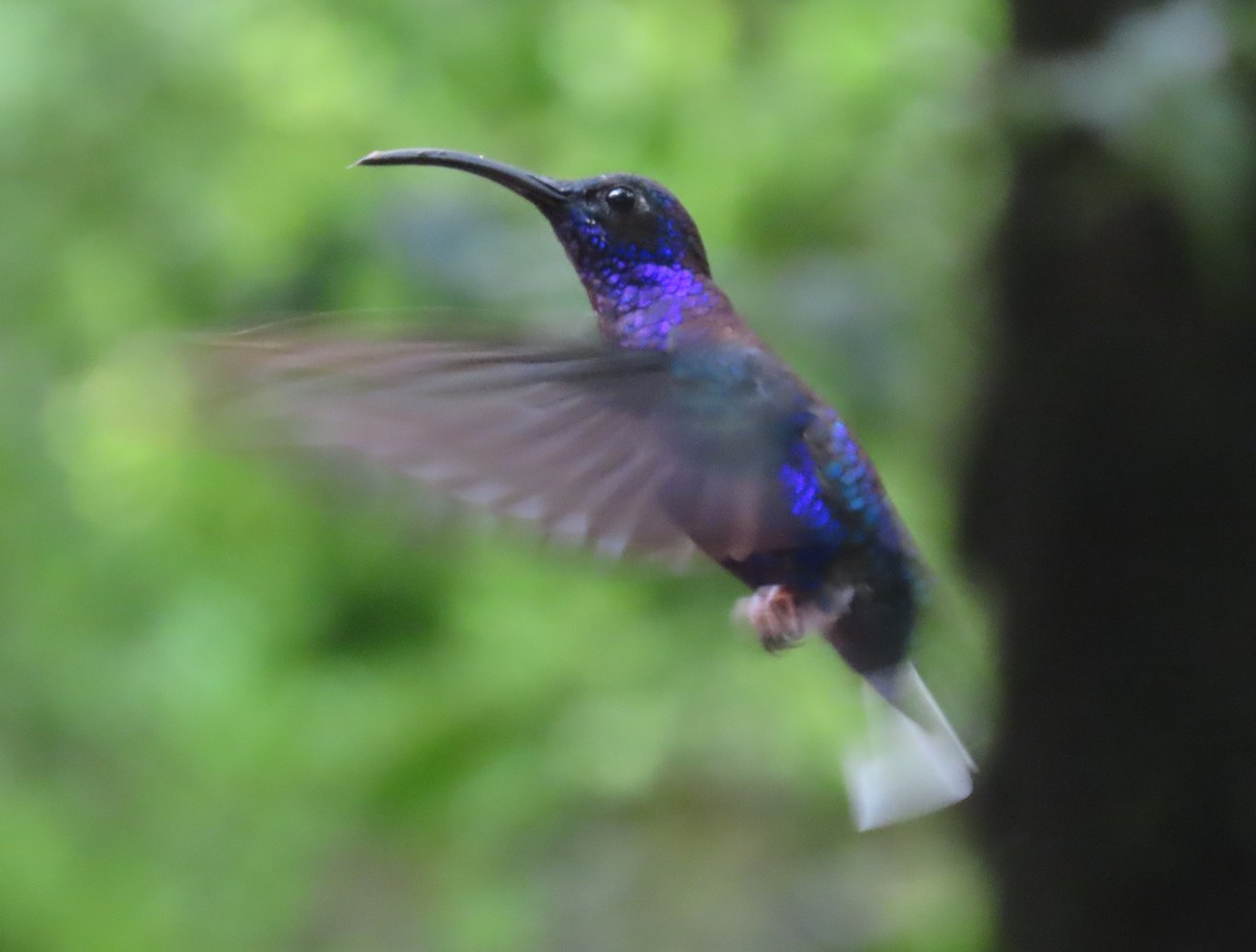 Violettdegenflügel - ML645828527