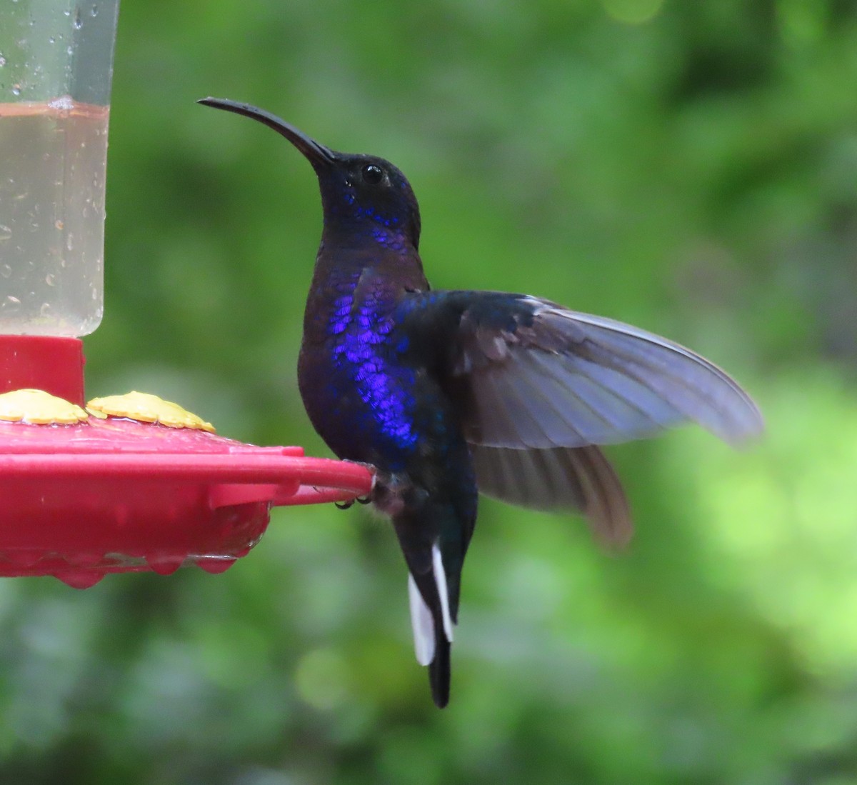 Violettdegenflügel - ML645828528