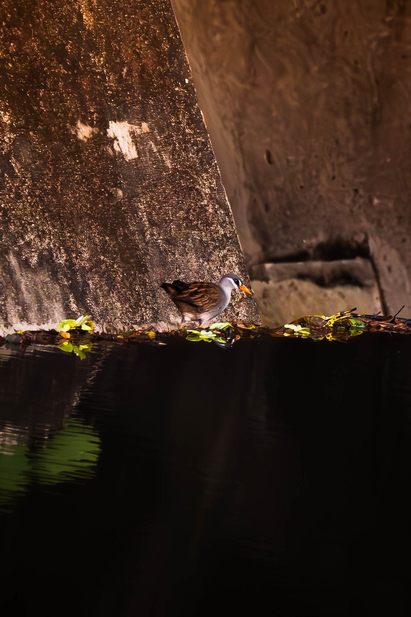 Weißbrauen-Sumpfhuhn - ML645828529