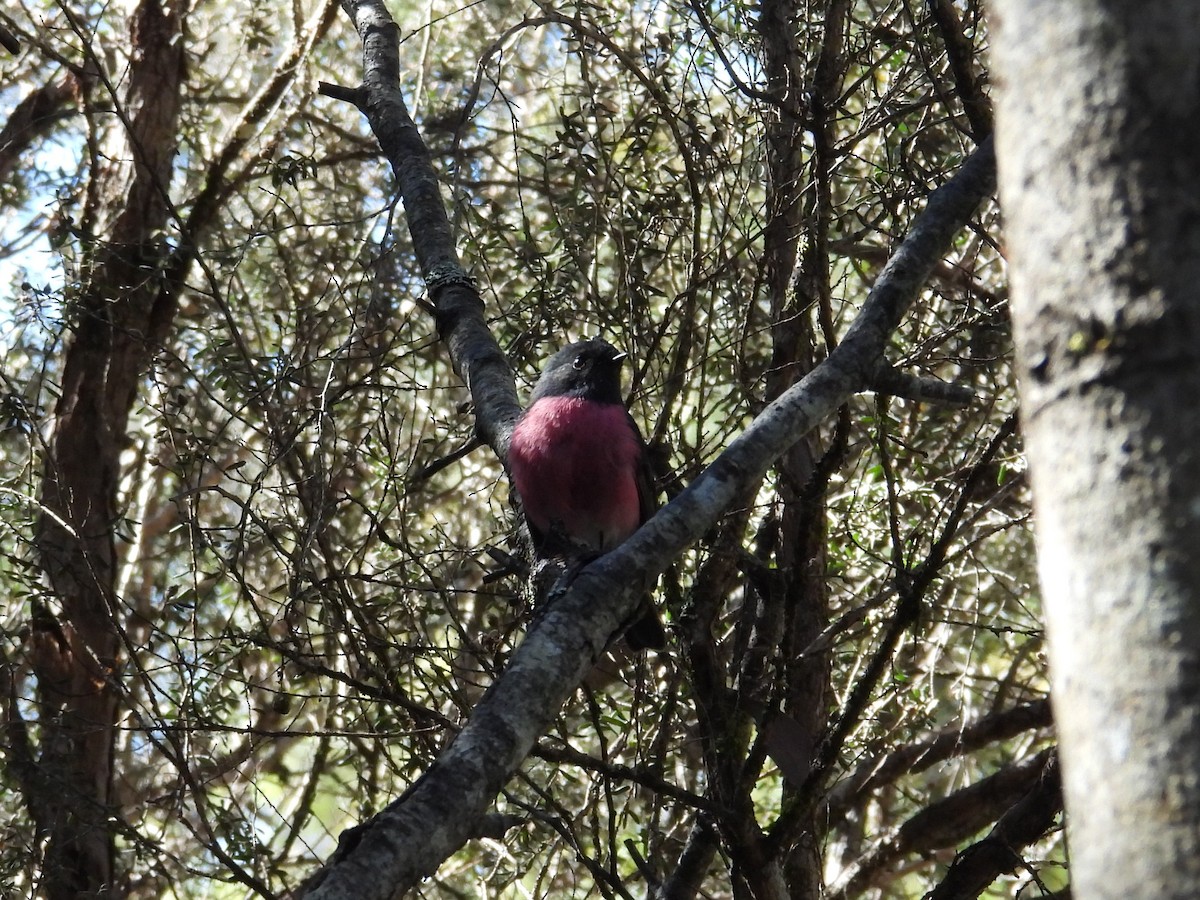 Rosaschnäpper - ML645828530