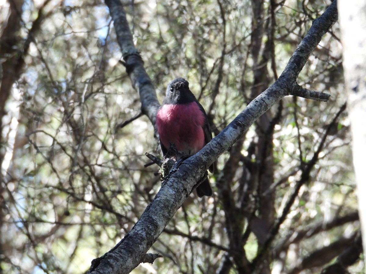 Rosaschnäpper - ML645828531