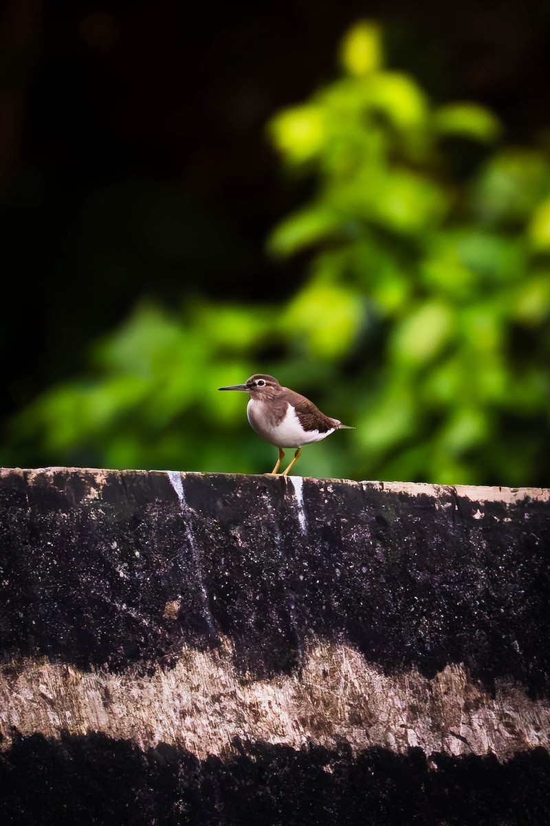 Flussuferläufer - ML645828532