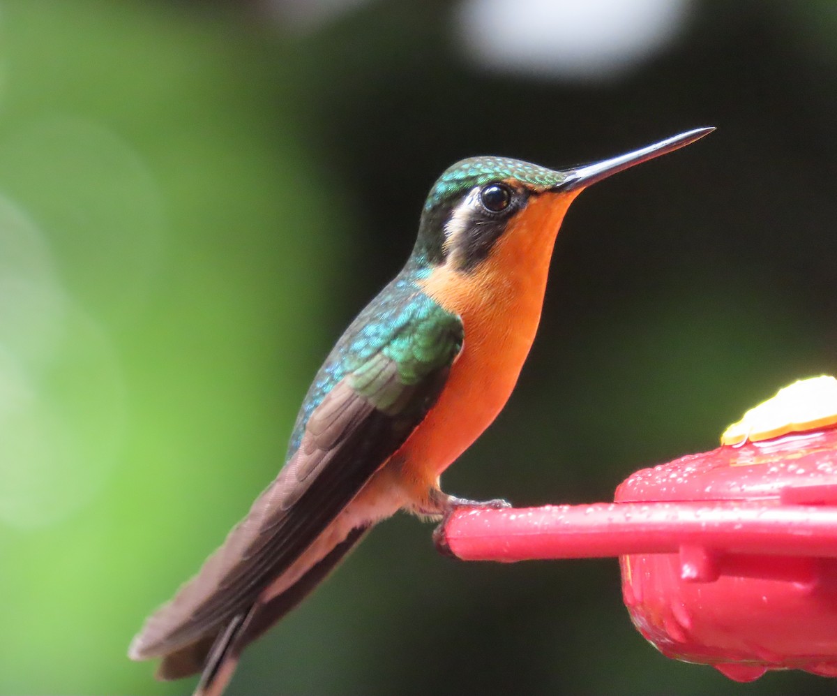 Purpurkehlnymphe - ML645828534