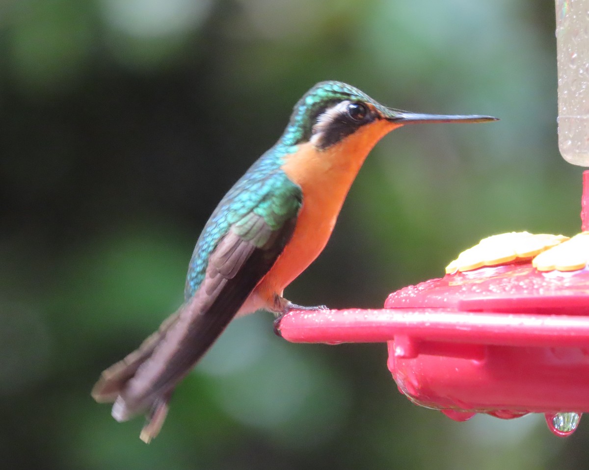 Purpurkehlnymphe - ML645828535