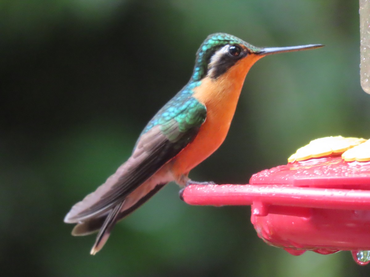 Purpurkehlnymphe - ML645828536