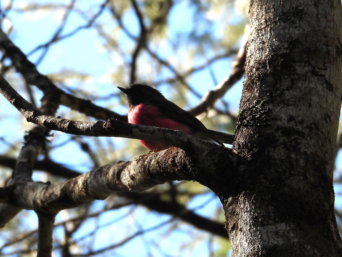 Rosaschnäpper - ML645828537