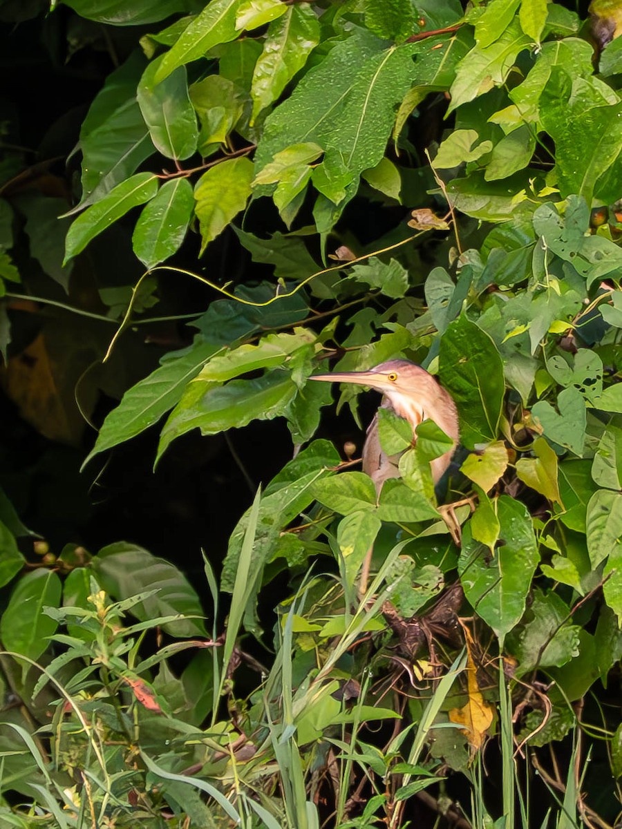 Chinadommel - ML645828538