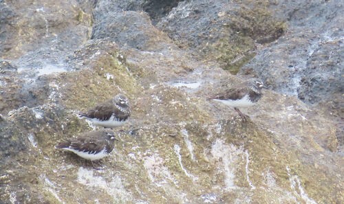 Schwarzkopf-Steinwälzer - ML645828546