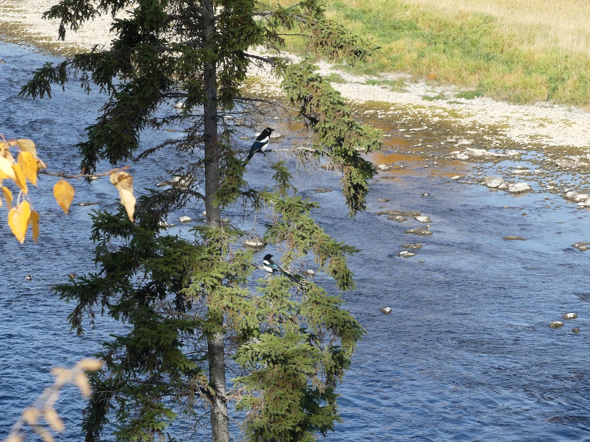 Hudsonelster - ML645828547