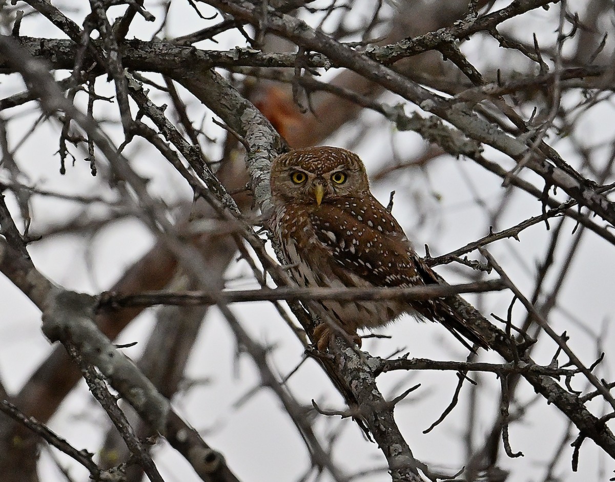 Perlzwergkauz - ML645828548