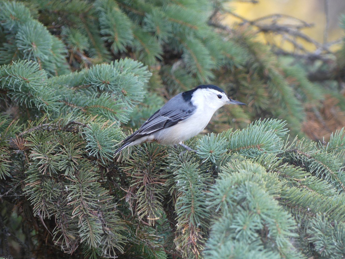 Weißbrustkleiber - ML645828549