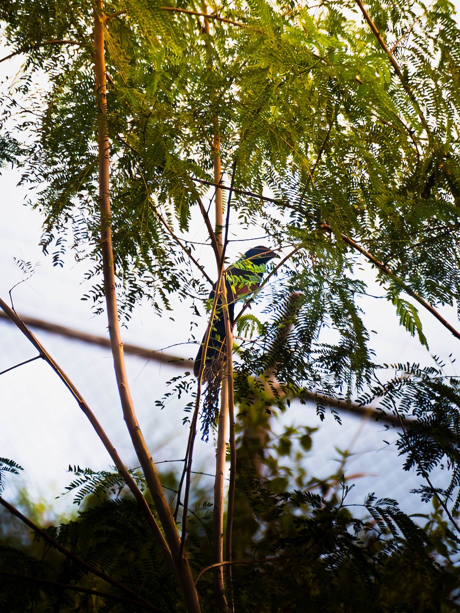 Grünkuckuck - ML645828550