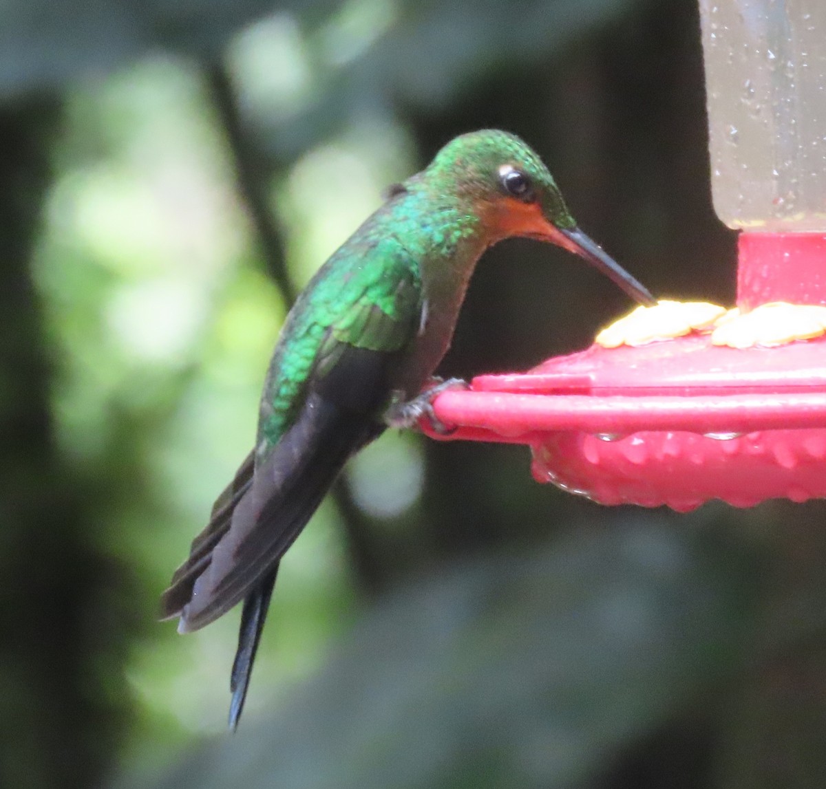 Grünstirn-Brillantkolibri - ML645828553