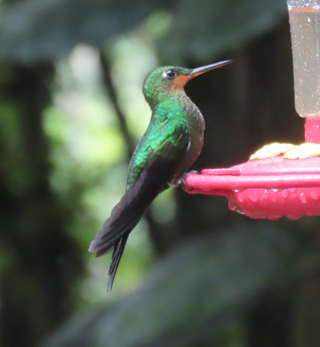 Grünstirn-Brillantkolibri - ML645828554