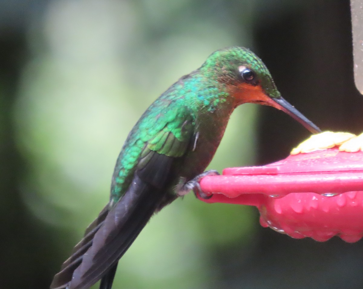 Grünstirn-Brillantkolibri - ML645828555