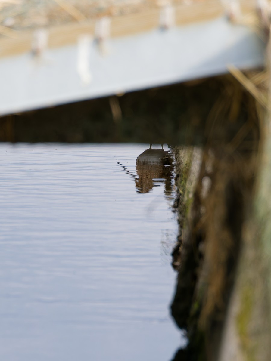 Bekassine - ML645828556