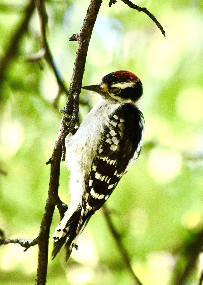 Dunenspecht - ML645828558