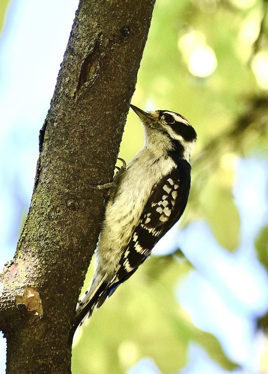 Dunenspecht - ML645828559