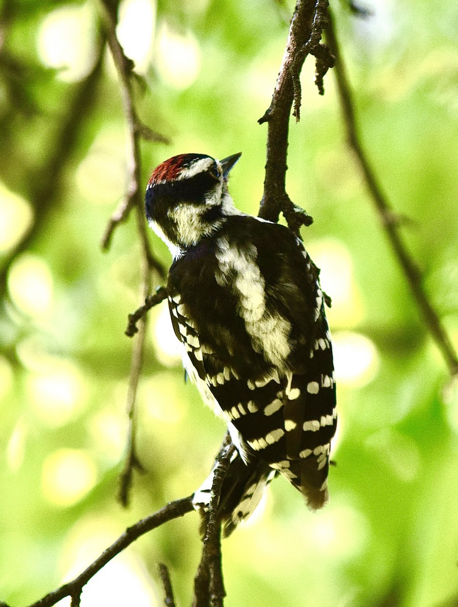 Dunenspecht - ML645828560