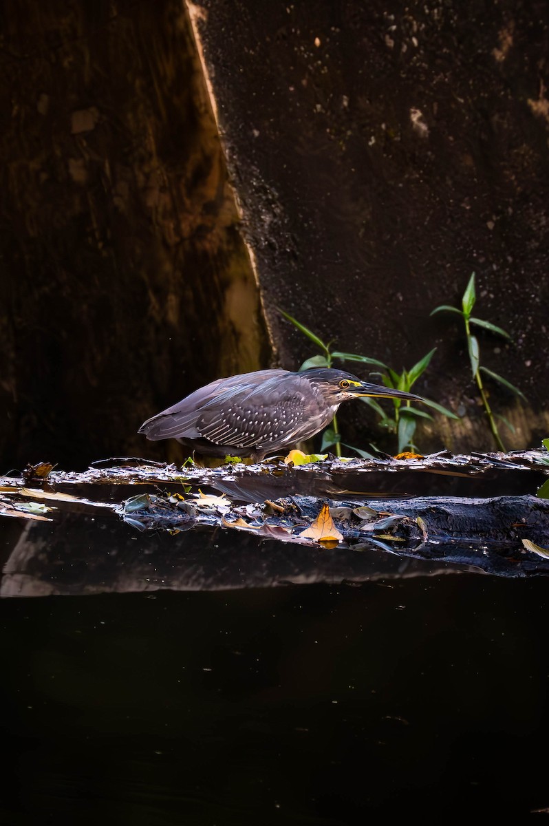 Little Heron - ML645828561