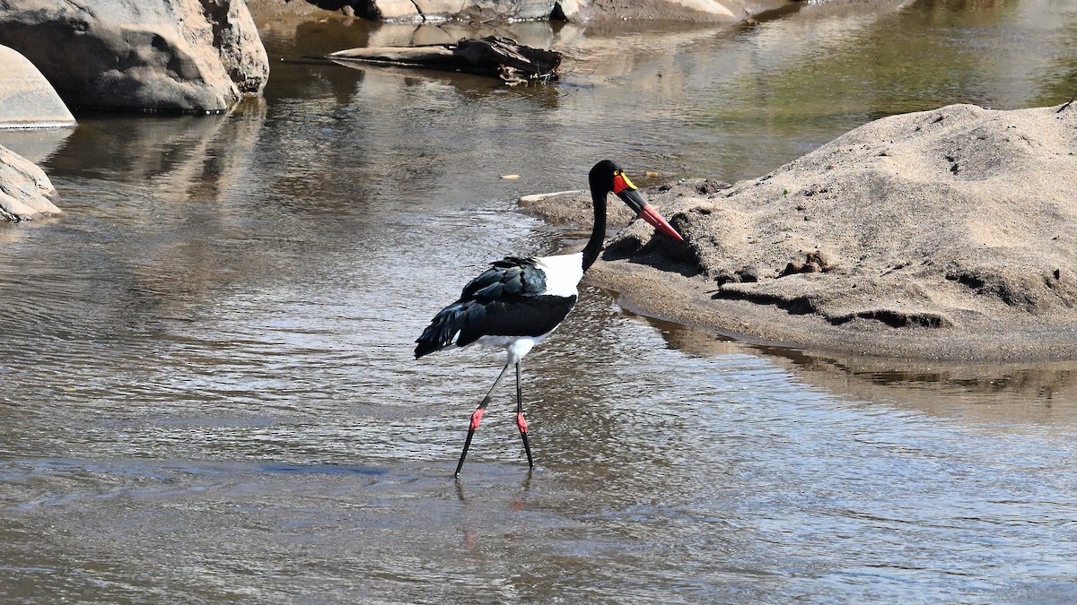 Sattelstorch - ML645828562