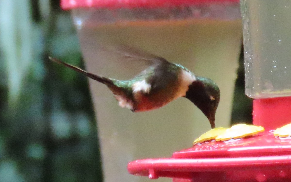 Violettkehl-Sternkolibri - ML645828563