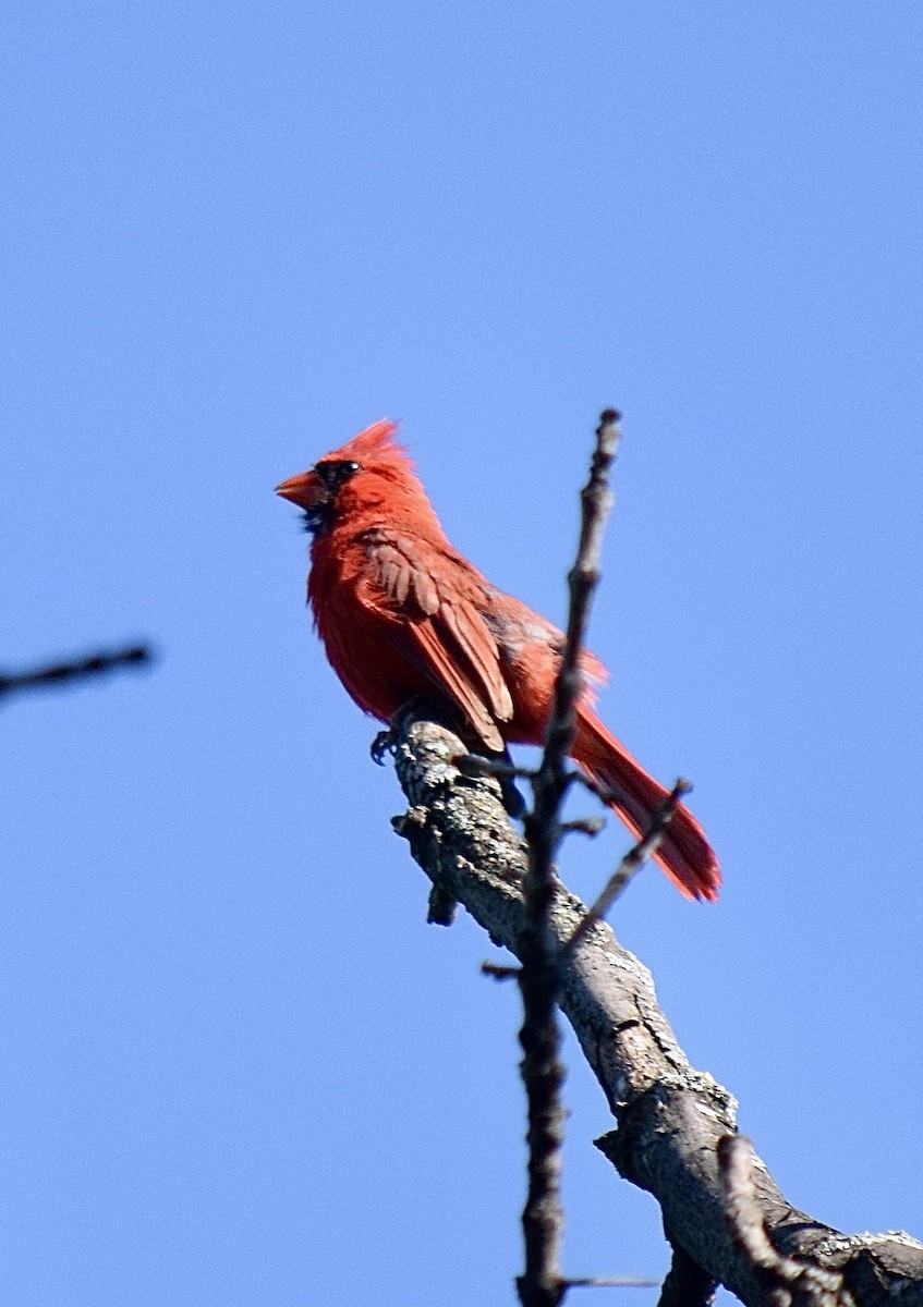 Rotkardinal - ML645828564