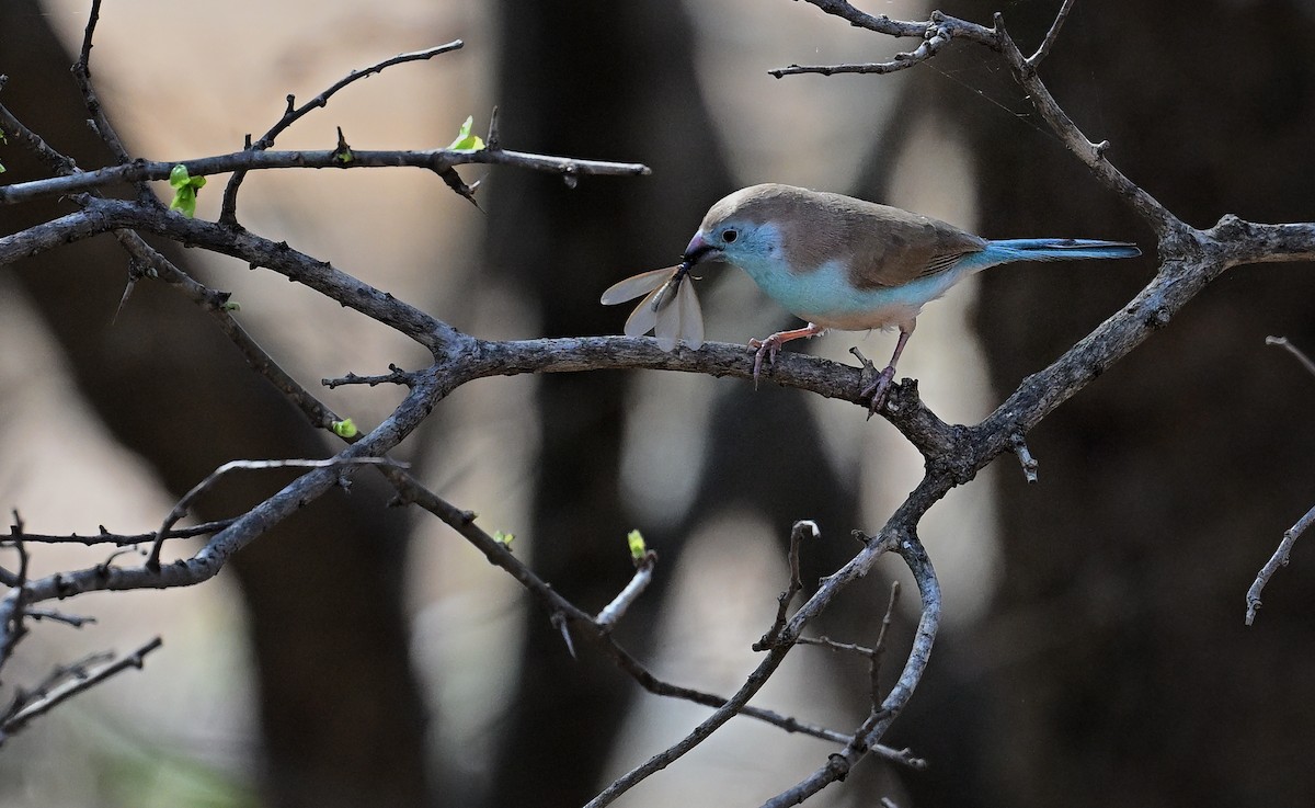 Southern Cordonbleu - ML645828565