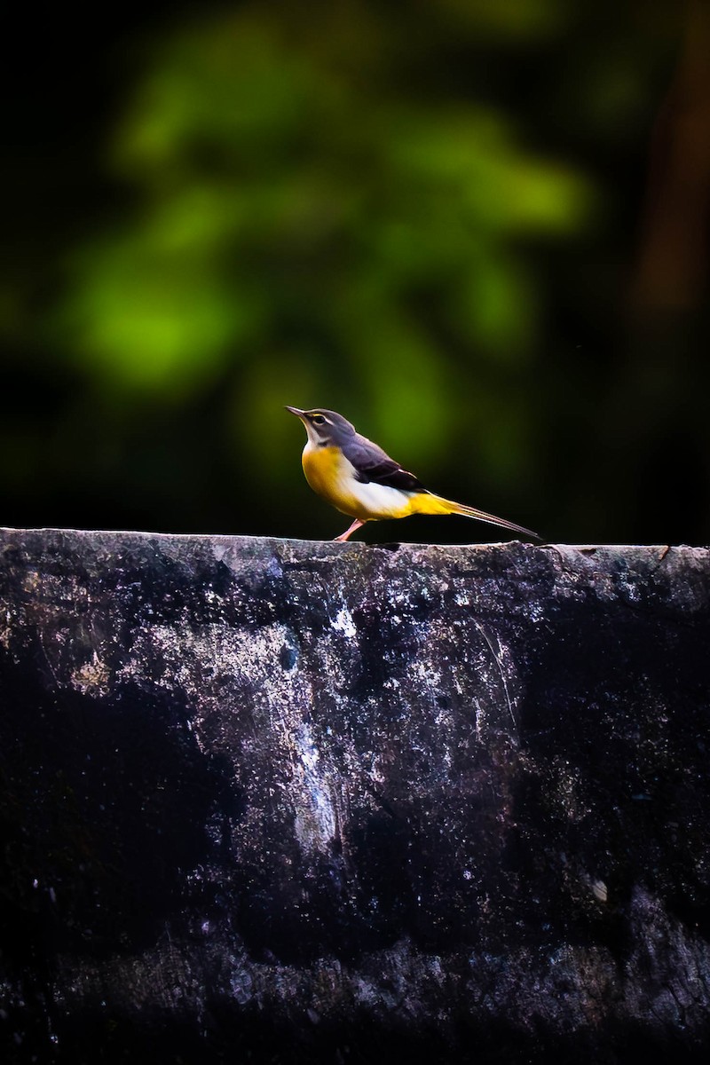 Gray Wagtail - ML645828567