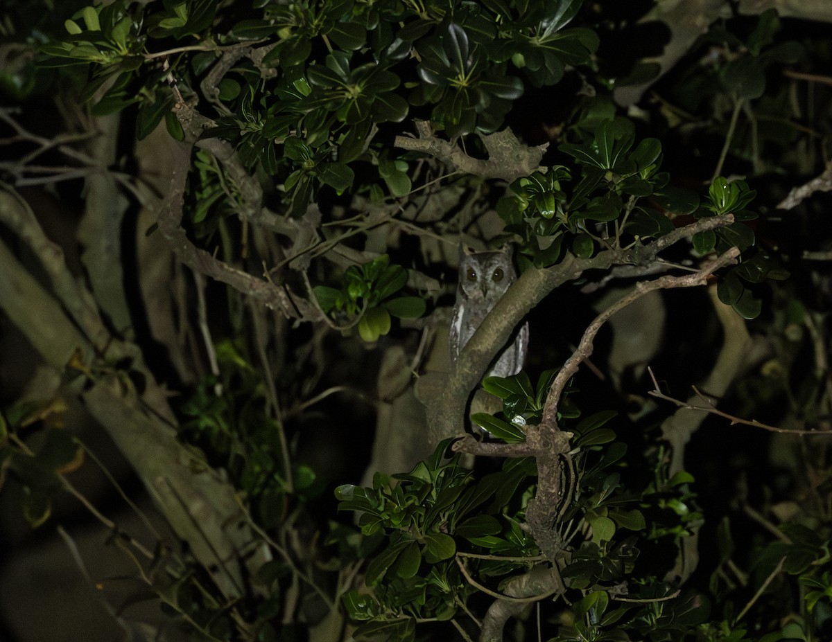 Oriental Scops-Owl - ML645828571