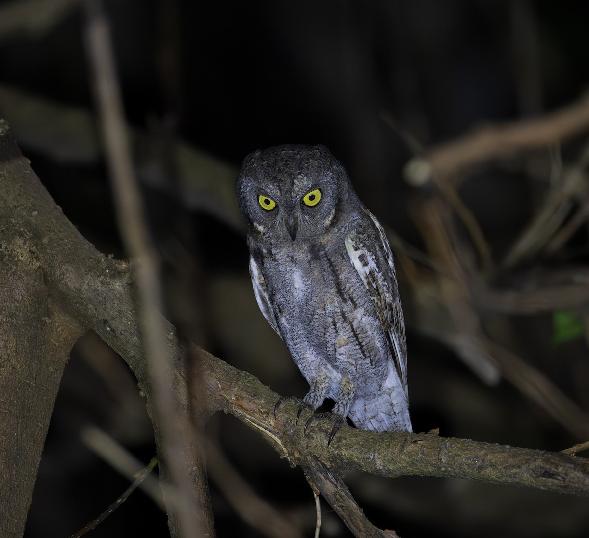 Oriental Scops-Owl - ML645828572