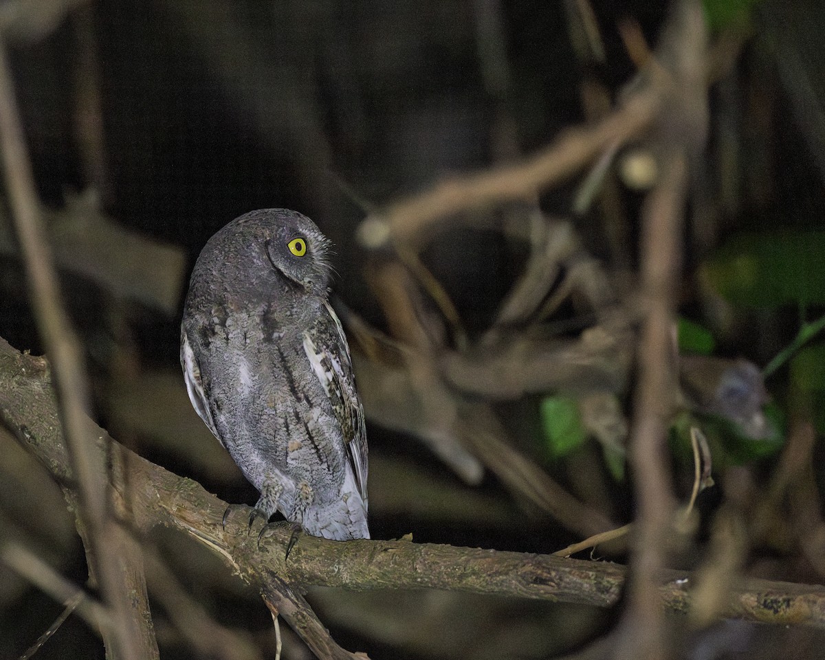 Oriental Scops-Owl - ML645828575