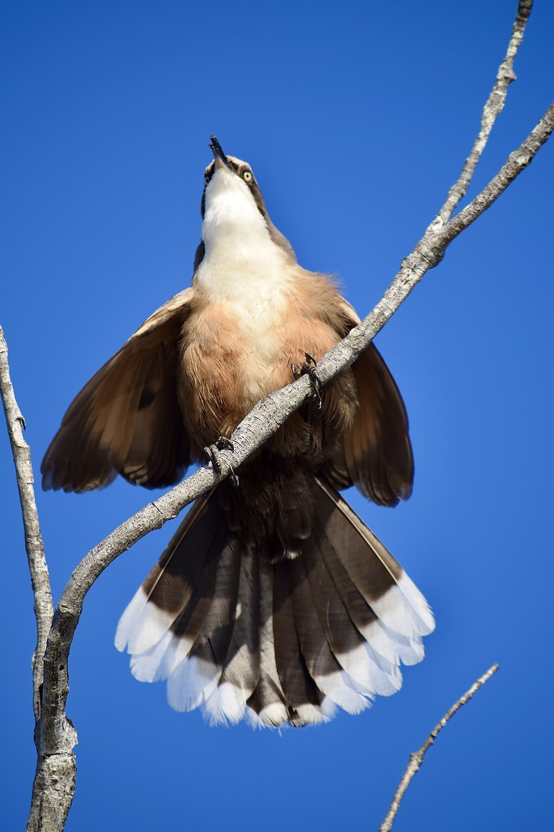Gray-crowned Babbler - ML645828584