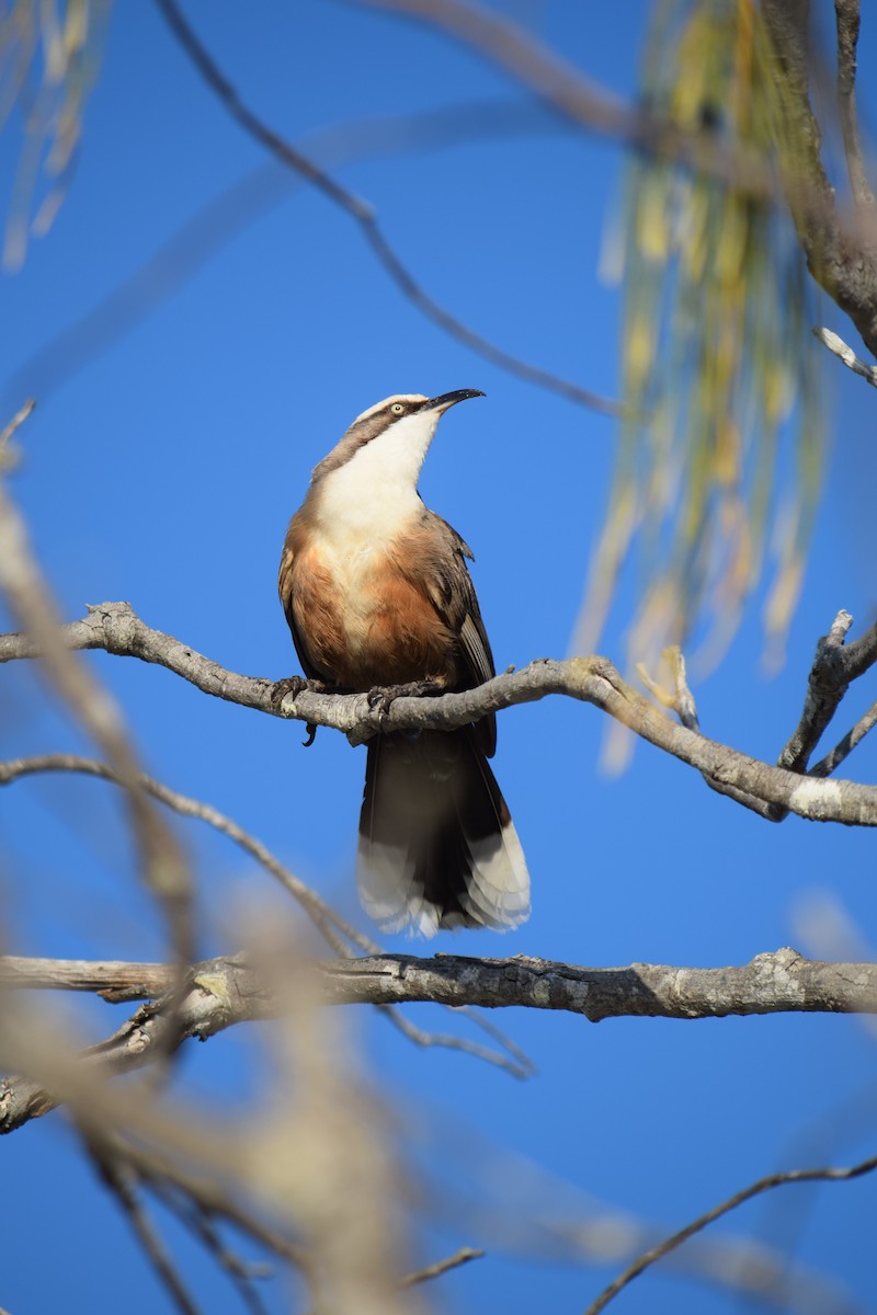 Gray-crowned Babbler - ML645828585