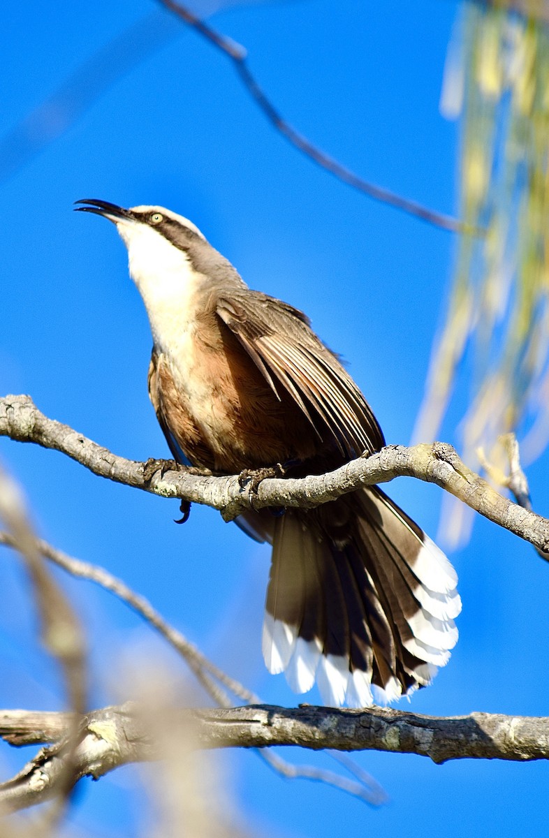 Gray-crowned Babbler - ML645828586