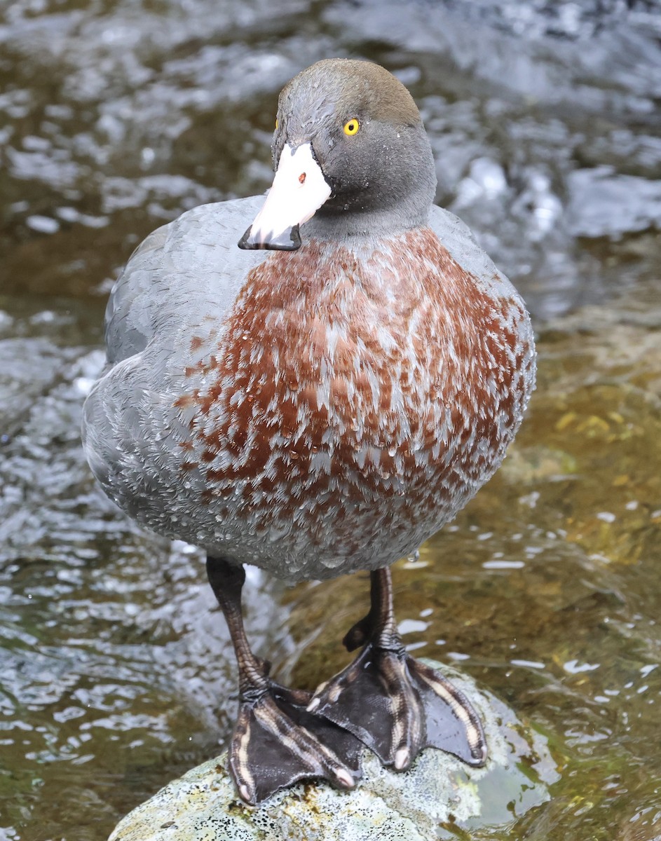 Blue Duck - ML645828589