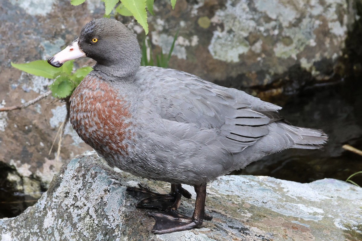 Blue Duck - ML645828590