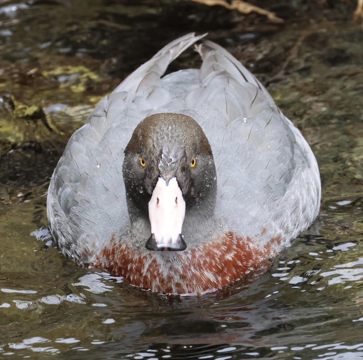 Blue Duck - ML645828591
