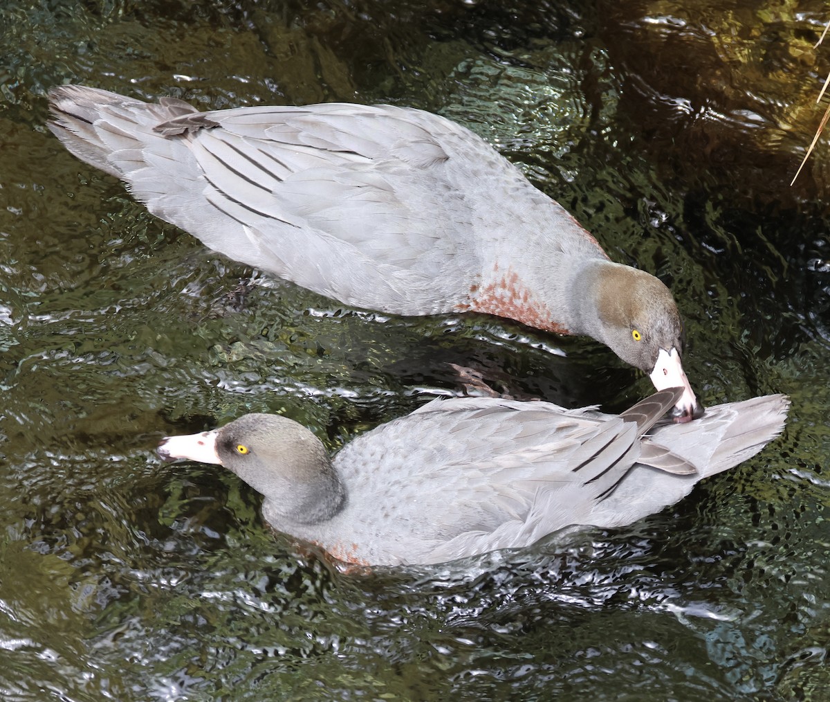 Blue Duck - ML645828592